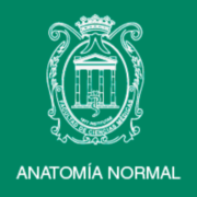 (c) Anatomianormal.fcm.unc.edu.ar