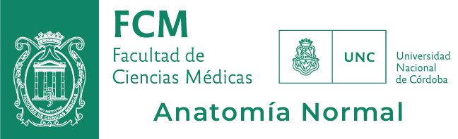 ANATOMÍA NORMAL | FCM | UNC